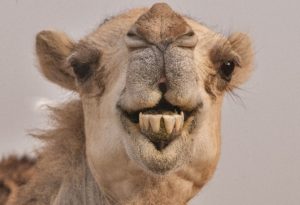 Close up of the face and teeth of a camel